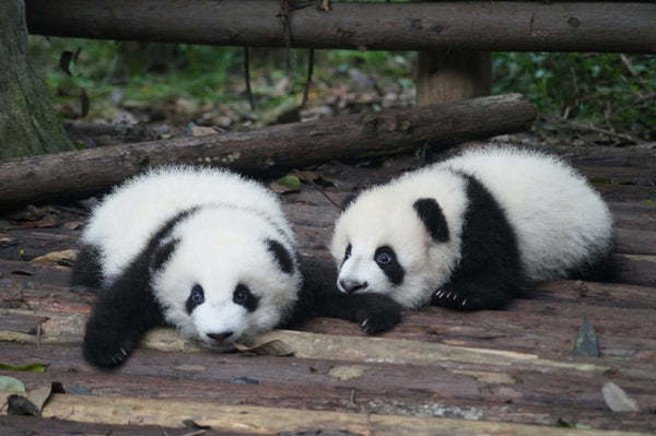 【 Chengdu 】 5 Days 4 Nights In-Depth Tour